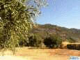 Las verdes aceitunas  en Cilleros, Sierra de Gata